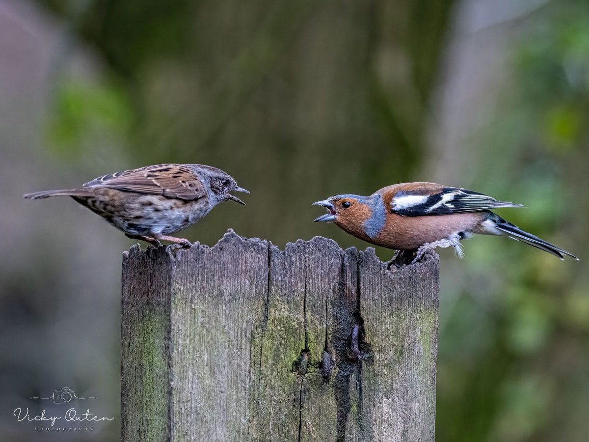 Dunnock & chaffich dispute

linktr.ee/vickyoutenphoto

#wildlife #bbccountryfilemagpotd #photooftheday #BBCWildlifePOTD  #BBCSpringwatch #wildlifeuk @ThePhotoHour @Team4Nature @Britnatureguide @NatureUK @wildlifemag #dunnock #chaffinch