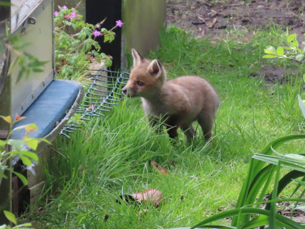 “ Chris, has never chosen one of my pictures or videos for #FoxOfTheDay but given the cuteness of our new born kits, there is hope! “

Here you go @urbanponds101 , top work !