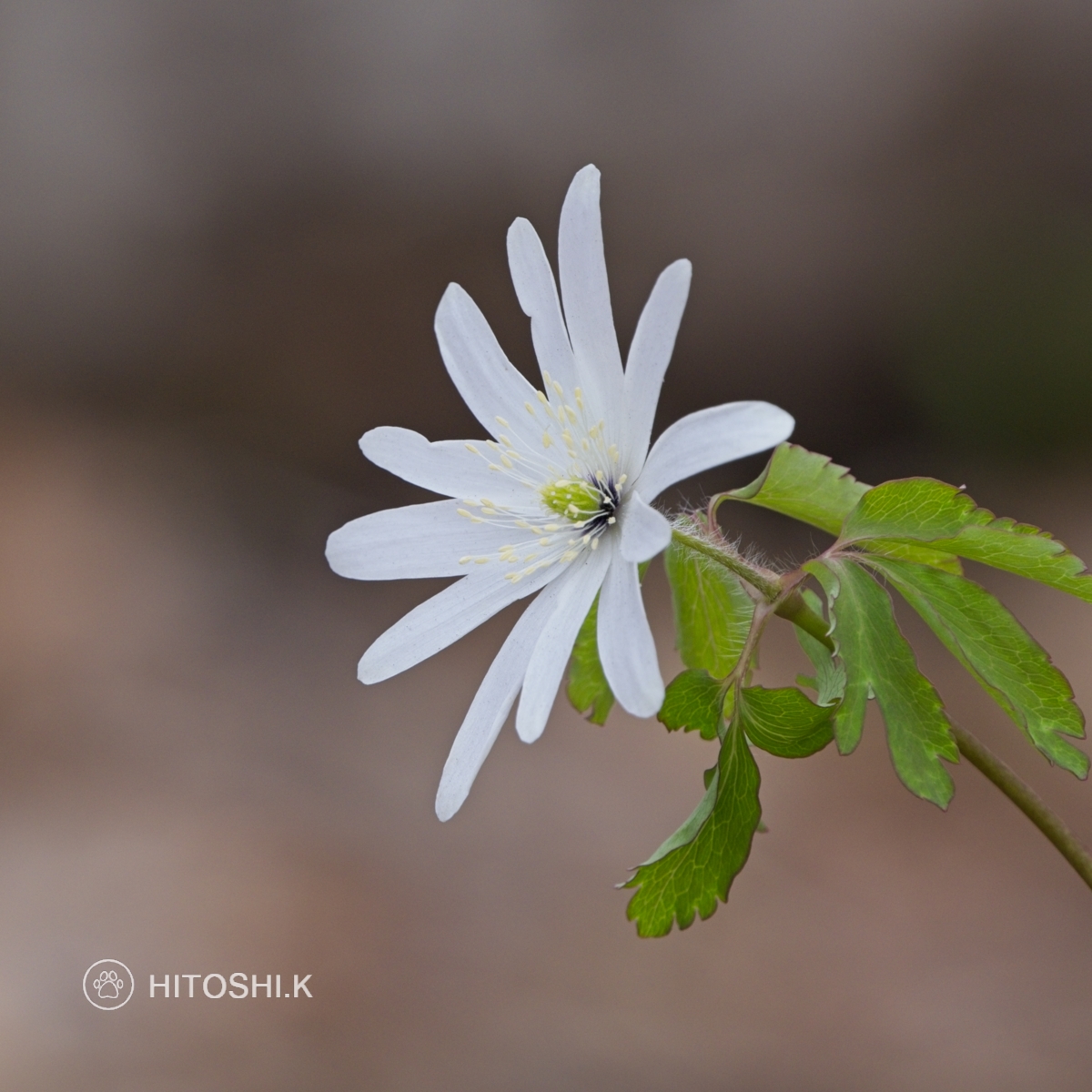 今日は亡き親友の命日なので花の写真を。