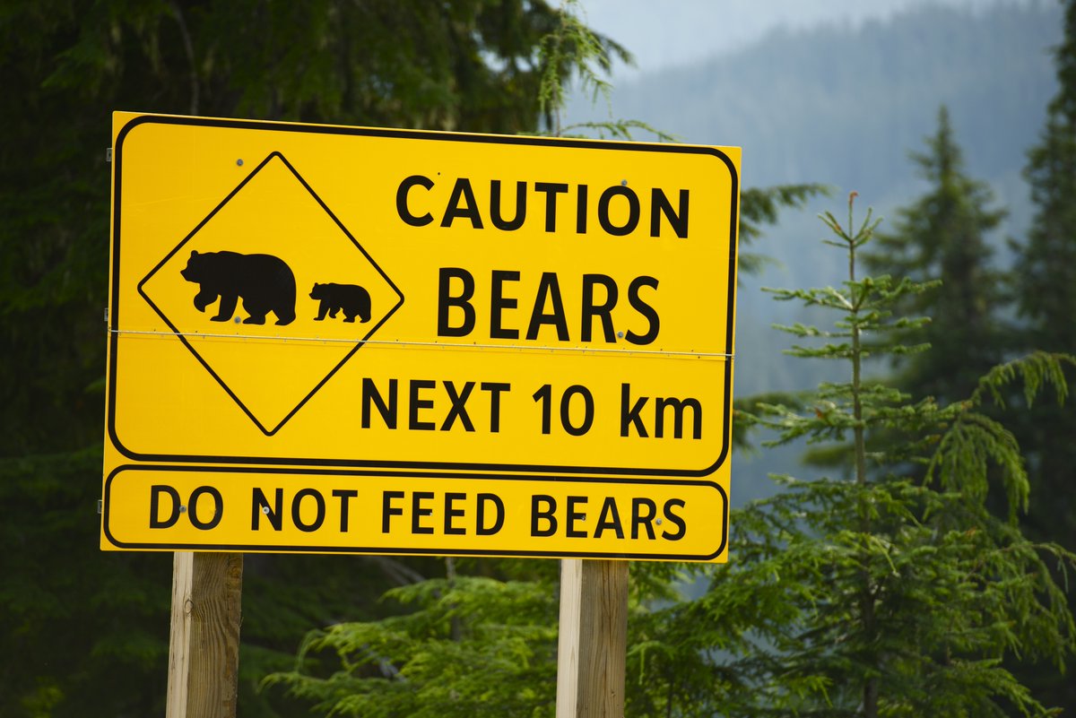 pvtistes's tweet photo. Les #ours canadiens sortent doucement de leur hibernation... 🐻
Mais savez-vous comment réagir si vous en croisez un au détour d'un sentier ? 😱
On en parle par ici ➡️ https://t.co/eWhAl3ySWR

#pvtcanada #pvtistes #canada https://t.co/ICnRuD7WKU