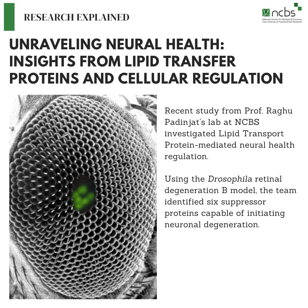 A recent study from Prof. Raghu Padinjat’s lab at NCBS investigated Lipid Transport Protein-mediated neural health regulation. Read here to know more: bit.ly/3W47uWi @RPadinjat @ShirishMishra18