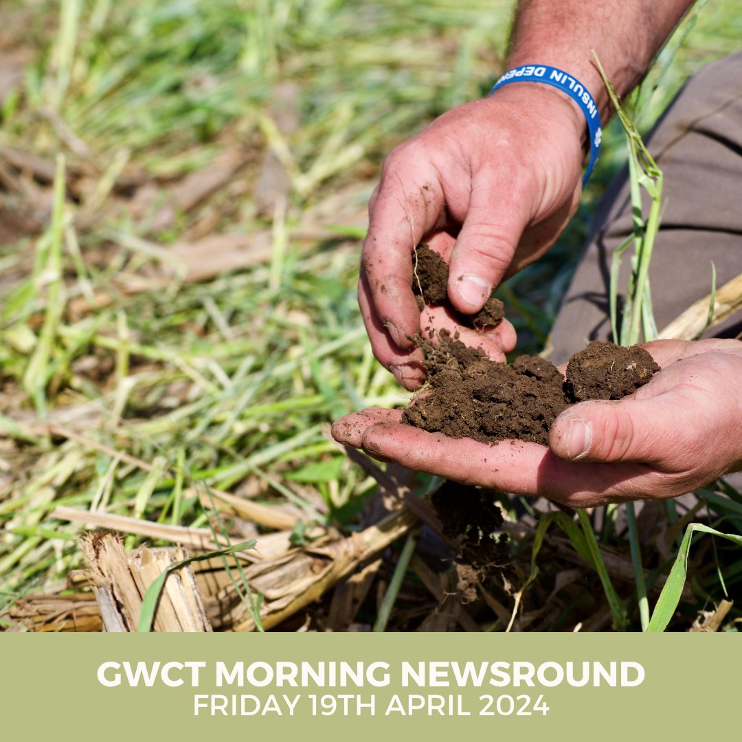 In today's #GWCT Morning Newsround: 🌡️ Scottish Gov says 2023 climate target 'out of reach' 🔬 Meet the scientists on a new wildlife frontier 🌱 Rewild the soil Check out these stories and more in the Morning Briefing 👇🏼 mailchi.mp/gwct.org.uk/mo…