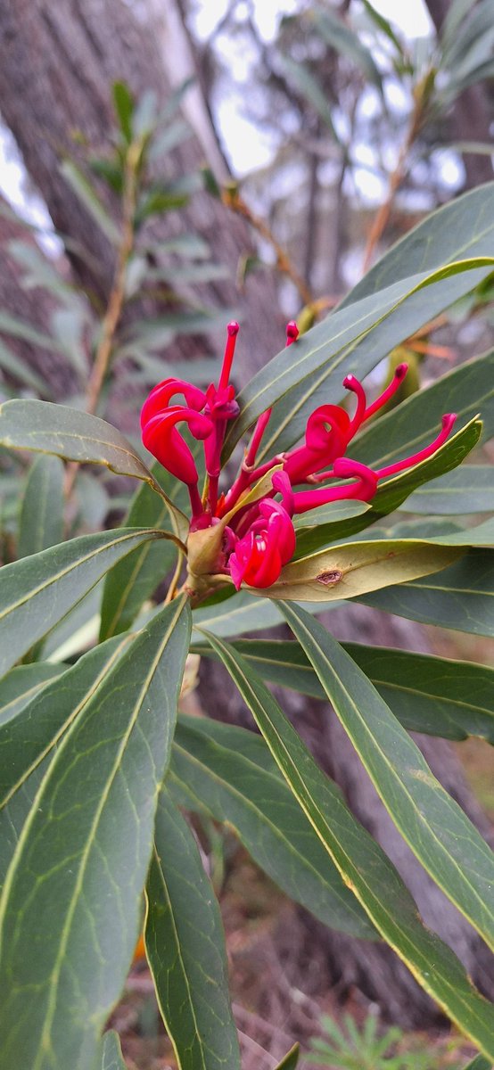 Waratah Flowering in April at Wentworth Falls Blue Mountains NSW
