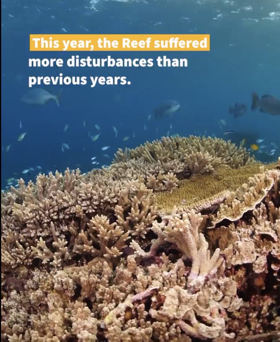 Misleading: There were no category 3, 4 or 5 cyclones on the Great Barrier Reef this summer. Crown-of-thorn starfish numbers are at a low ebb on the vast majority of reefs. Only 1 major disturbance mattered in 2024 - unprecedented heat stress due to anthropogenic heating