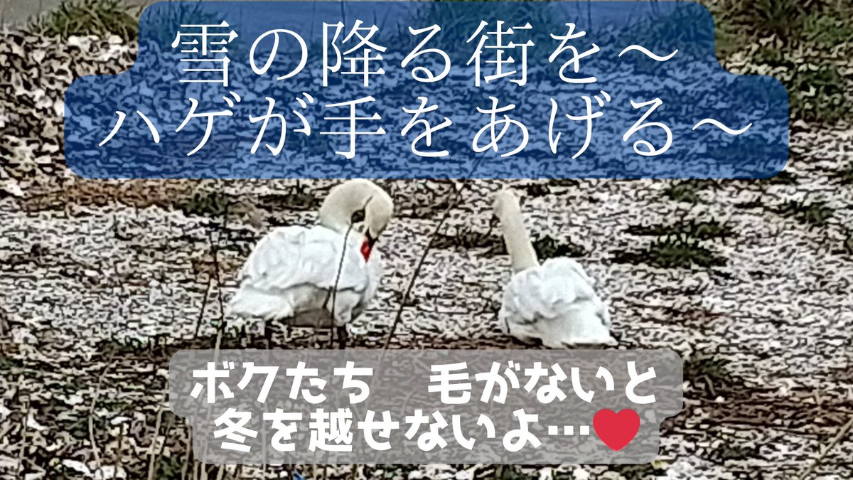 babyswan548D's tweet photo. 無性にミームを
作りたくなりました…😓 https://t.co/p0kfRrl221