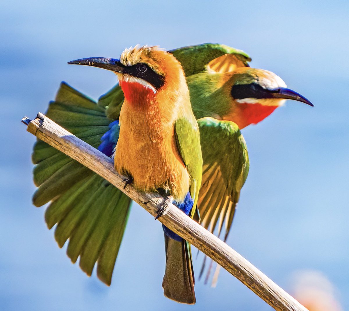 White-fronted Bee-eater photobomb! @snapagency @thetimes #BBCWildlifePOTD #TwitterNaturePhotography #birding #NaturePhotography #africanwildlife #victoriafalls