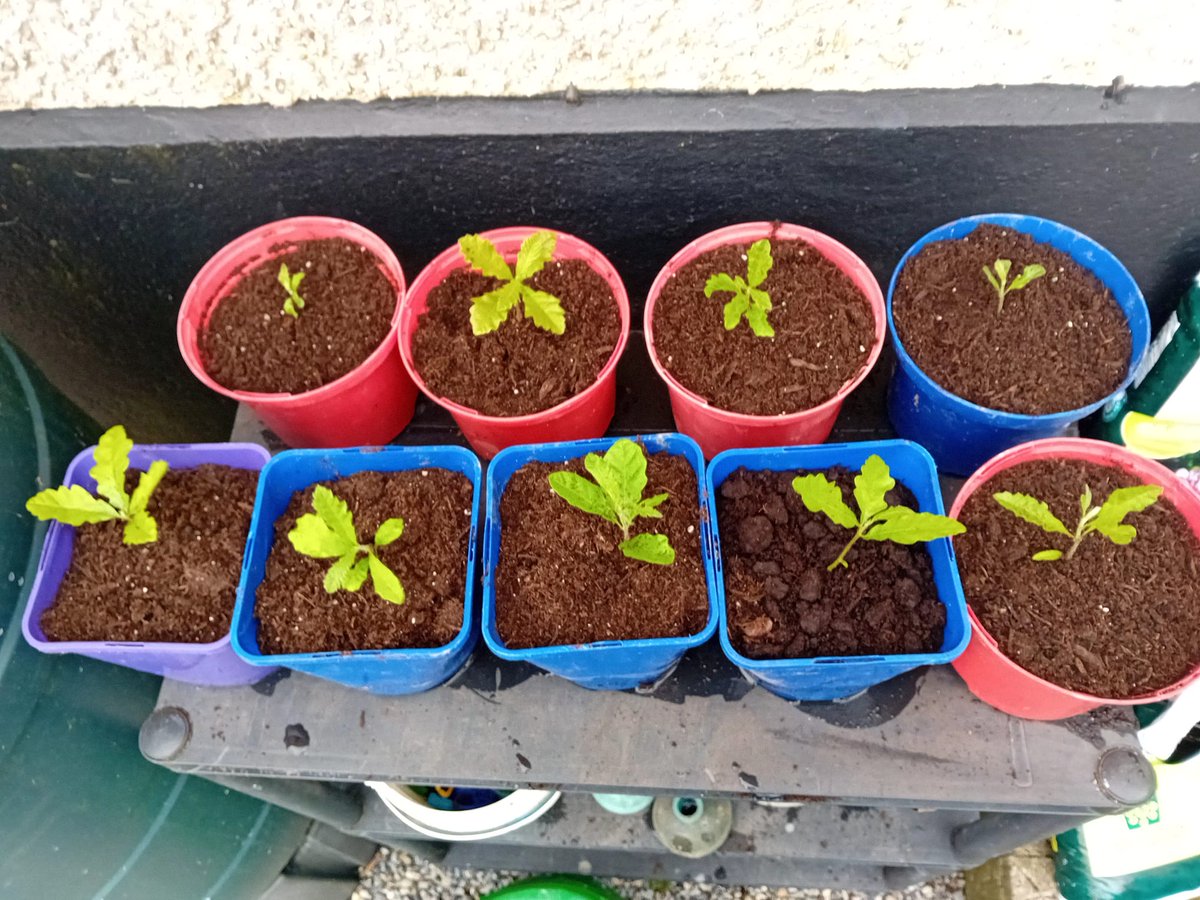 I gathered these Acorns in Autumn, potted them up and watched them grow, it's been very satisfying. They need potting on now, they will become beautiful Oak trees for the future. I hope someone will sit and enjoy the shade of my Oak trees in 2074 🌳 #trees
