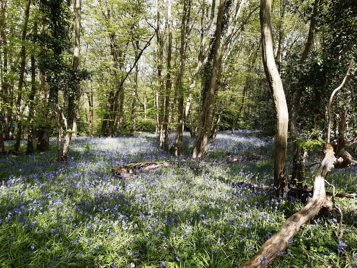 A beautiful carpet of bluebells near Chailey yesterday