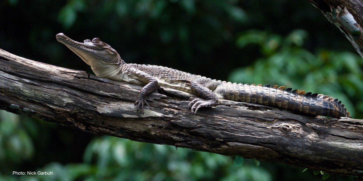 Not only are freshwater habitats essential for flood control and #ClimateChange mitigation, they provide a home for over 25% of all described vertebrates. They are among the most valuable ecosystems on the planet for their #biodiversity and importance to livelihoods.