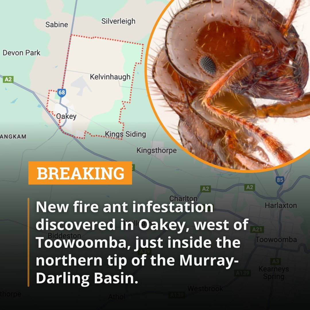 🚨BREAKING: New fire ant infestation discovered in Oakey, west of Toowoomba, just inside the Murray-Darling Basin!😲

We've never been closer to losing the battle for a fire-ant-free Australia <a href="/AlboMP/">Anthony Albanese</a> 

Without new $$ fast it's clear eradication will fail.