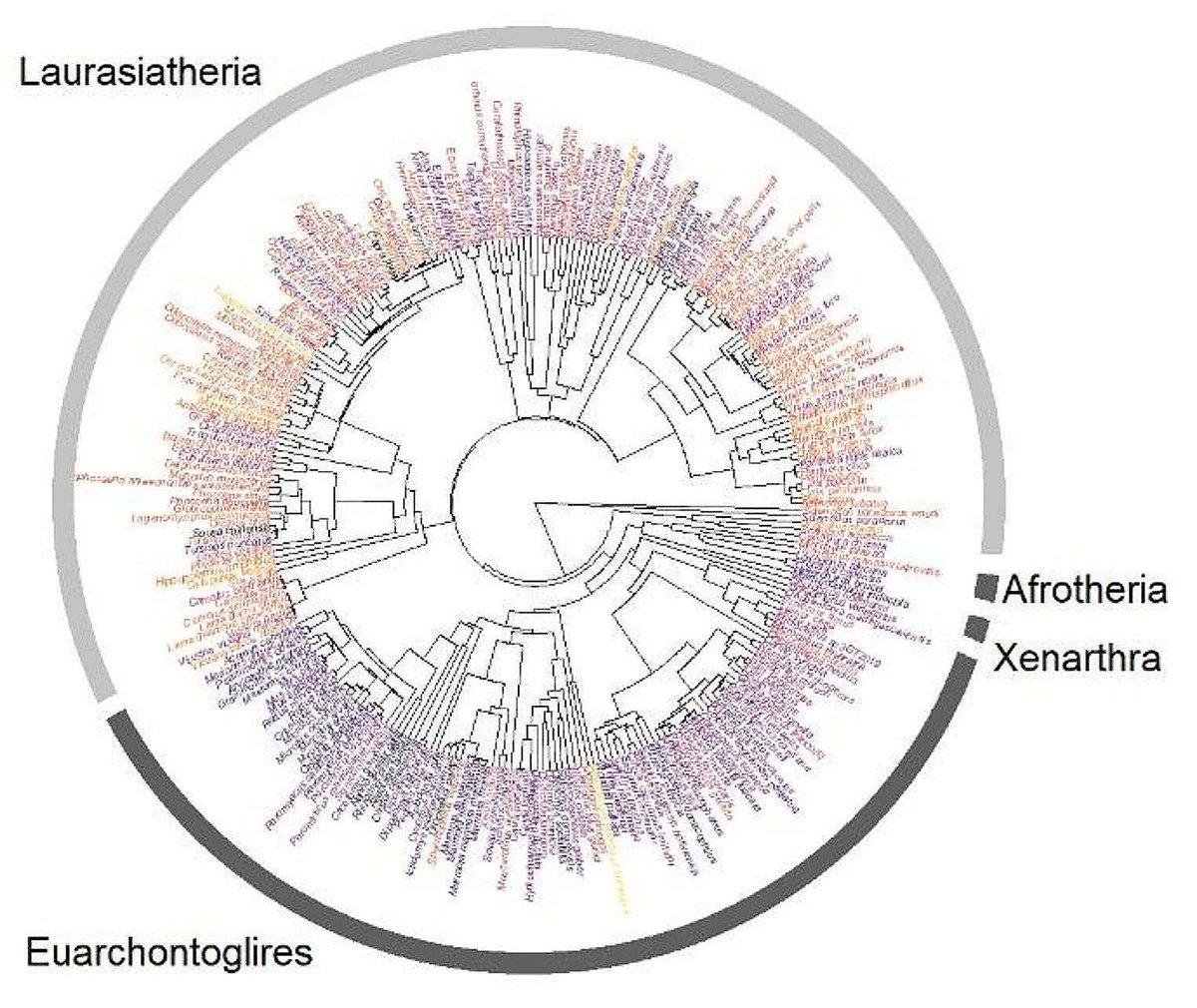 TauberLab's tweet photo. 🔗 Explore our latest paper on the epigenetic significance of CpG codon dyads in gene function and DNA methylation! 🧬 Read "Interconnected Codons" here: https://t.co/dvlzyZjlBx #MolecularEvolution #Epigenetics #ResearchDiscovery https://t.co/2W3DfONPQn