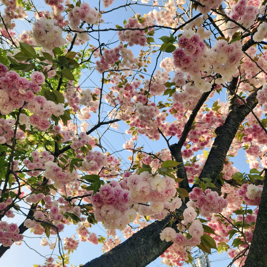 mignonbeads's tweet photo. ぼたん桜🌸綺麗✨ https://t.co/FJ4aFTmzZa