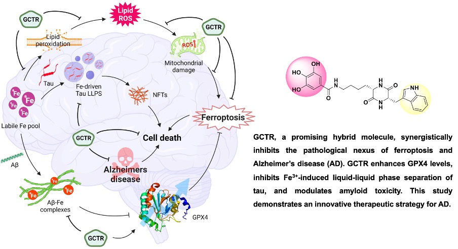 Hybrid molecules synergistically mitigate ferroptosis and amyloid-asso... sciencedirect.com/science/articl… 
@Alzheimer's @Ferroptosis @GPX4 @LLPS @Hybrid molecules @Redox Biology @Pha_Tran_Papers 
@TgrLab @jncasr @IndiaDST