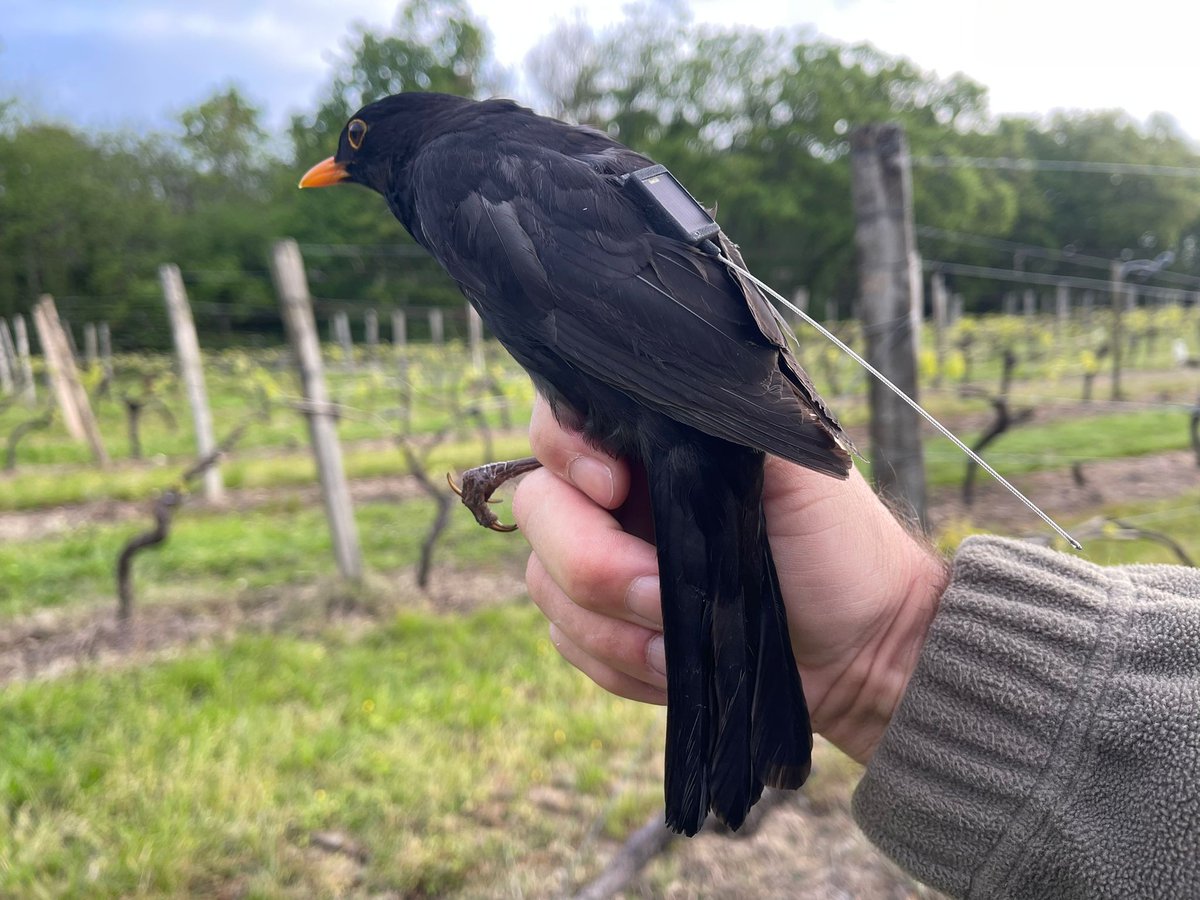 Thrilled to start this part of the #VITIBIRD project with Biosphere Environnement/@RaphaelMusseau We monitor how #blackbirds forage in #organic and conventional #vineyards to test the impact of farming practices on birds. @Ecophy_CEBC @CEBC_ChizeLab @CNRSecologie @UnivLaRochelle