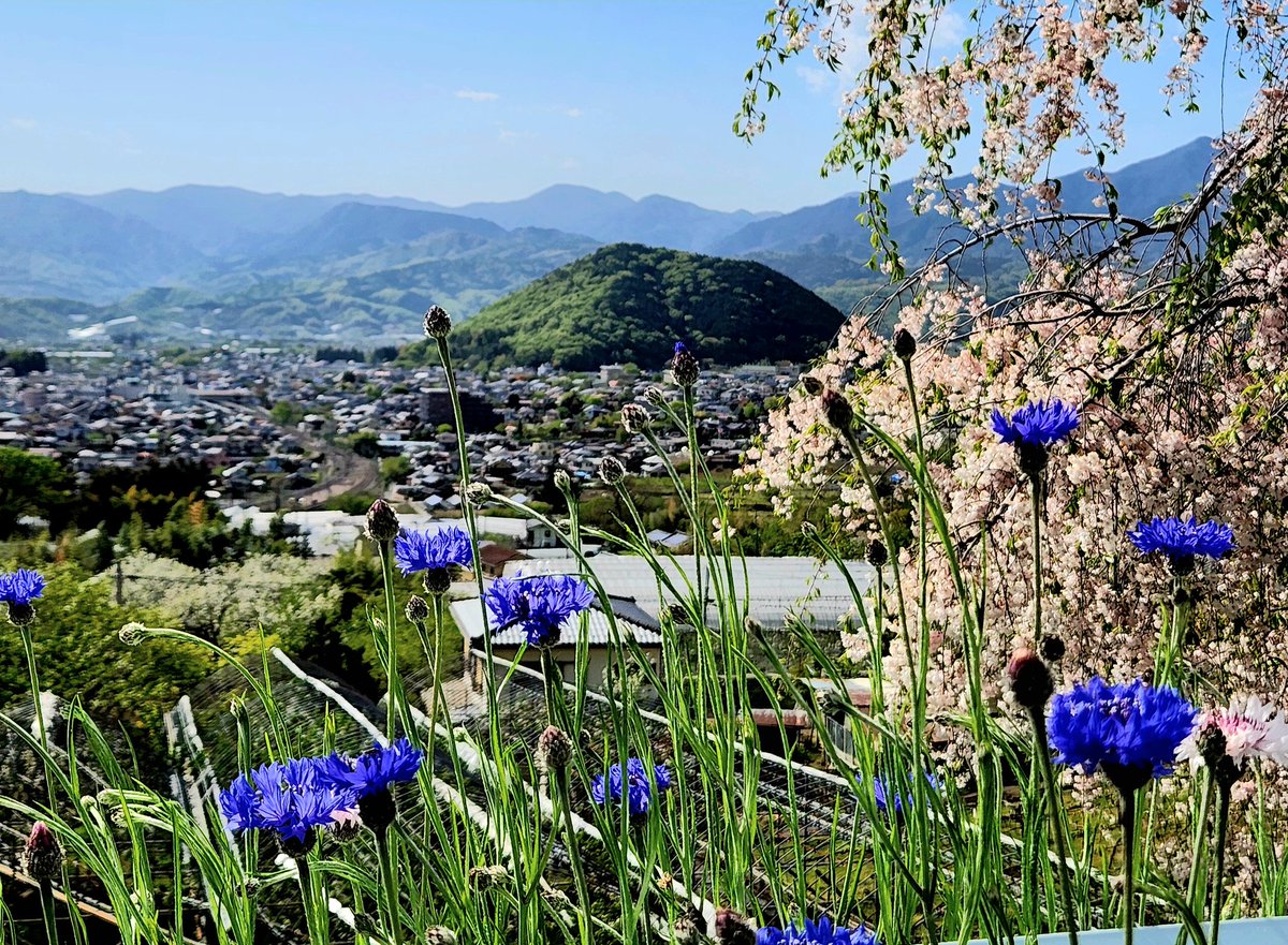 花とひょっこりひょうたん島！