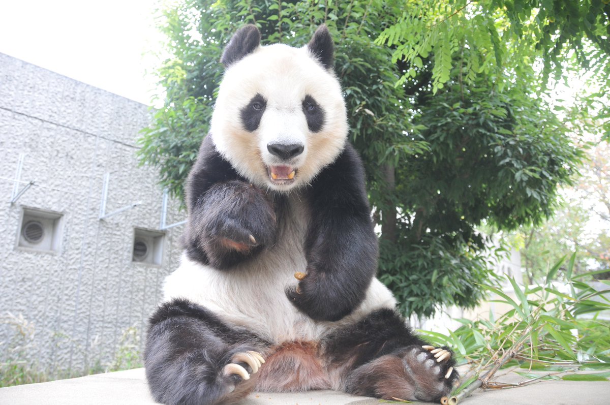 kobeojizoo's tweet photo. ブログ更新しました。
「たんたんさんとの思い出」
https://t.co/w9Cwk4qJnl

#王子動物園　#神戸市 https://t.co/HX3I3aN0tq