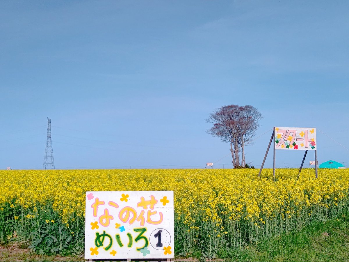 shoichi7152's tweet photo. 『なの花めいろ』 https://t.co/3jty54RE25