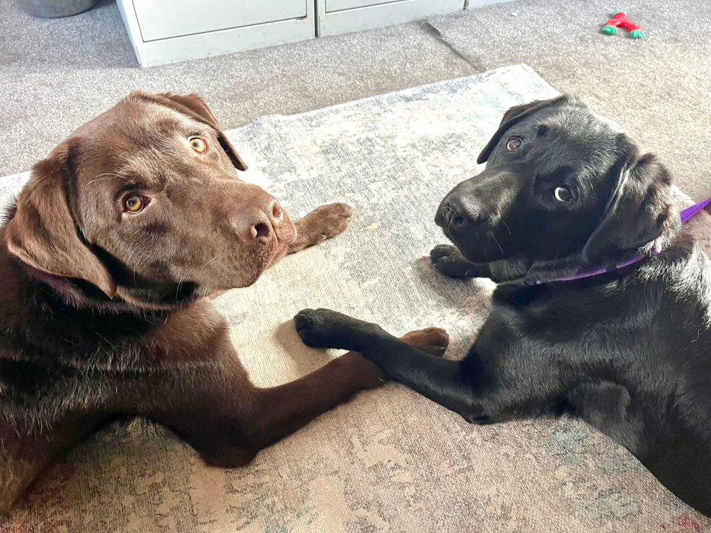 Just another day in the office love buddies Stuart and Ocean keeping an eye on operations upstairs 💜 #labradorretriever #labrador