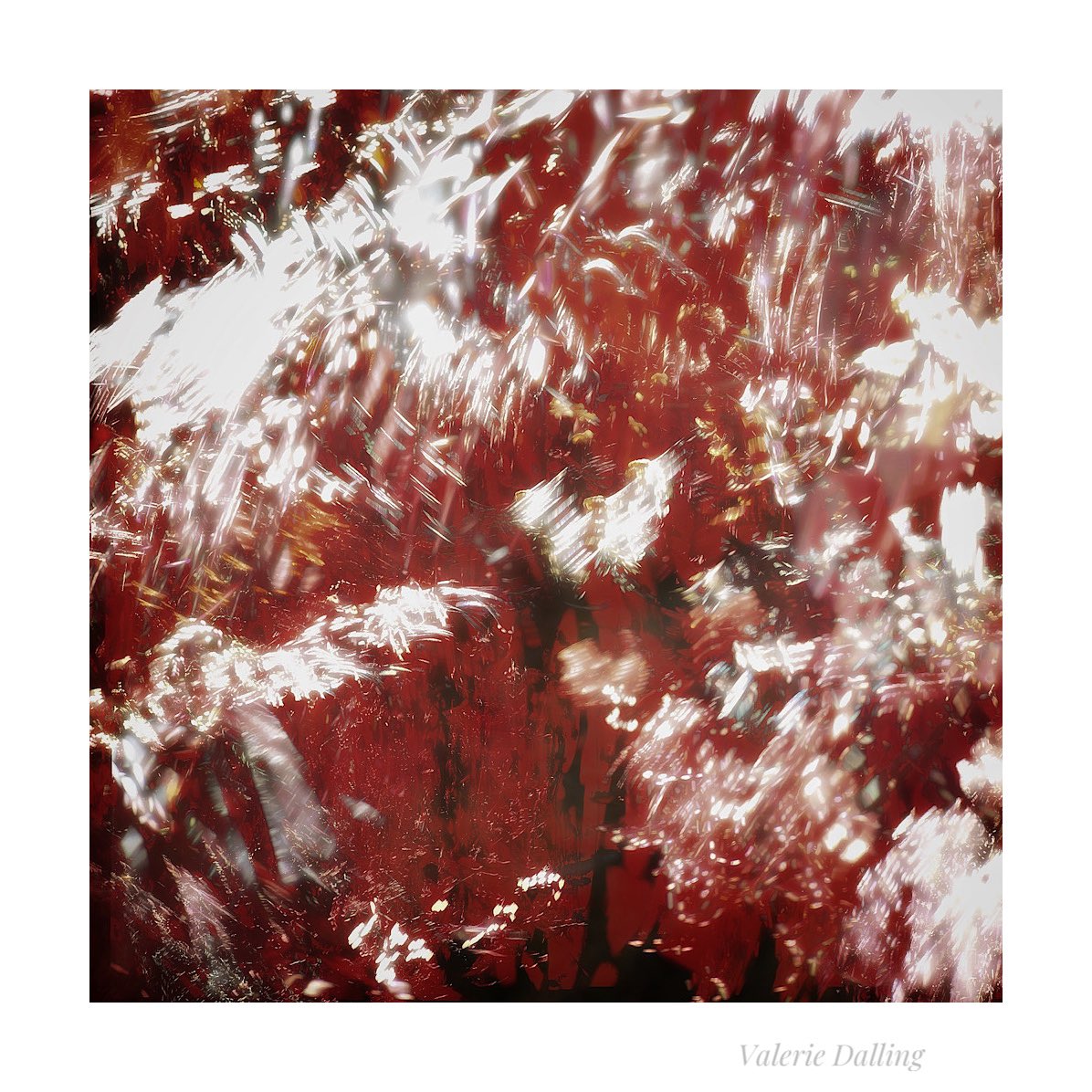 A little garden fantasia this morning… #iphone #abstract #japanesemaple