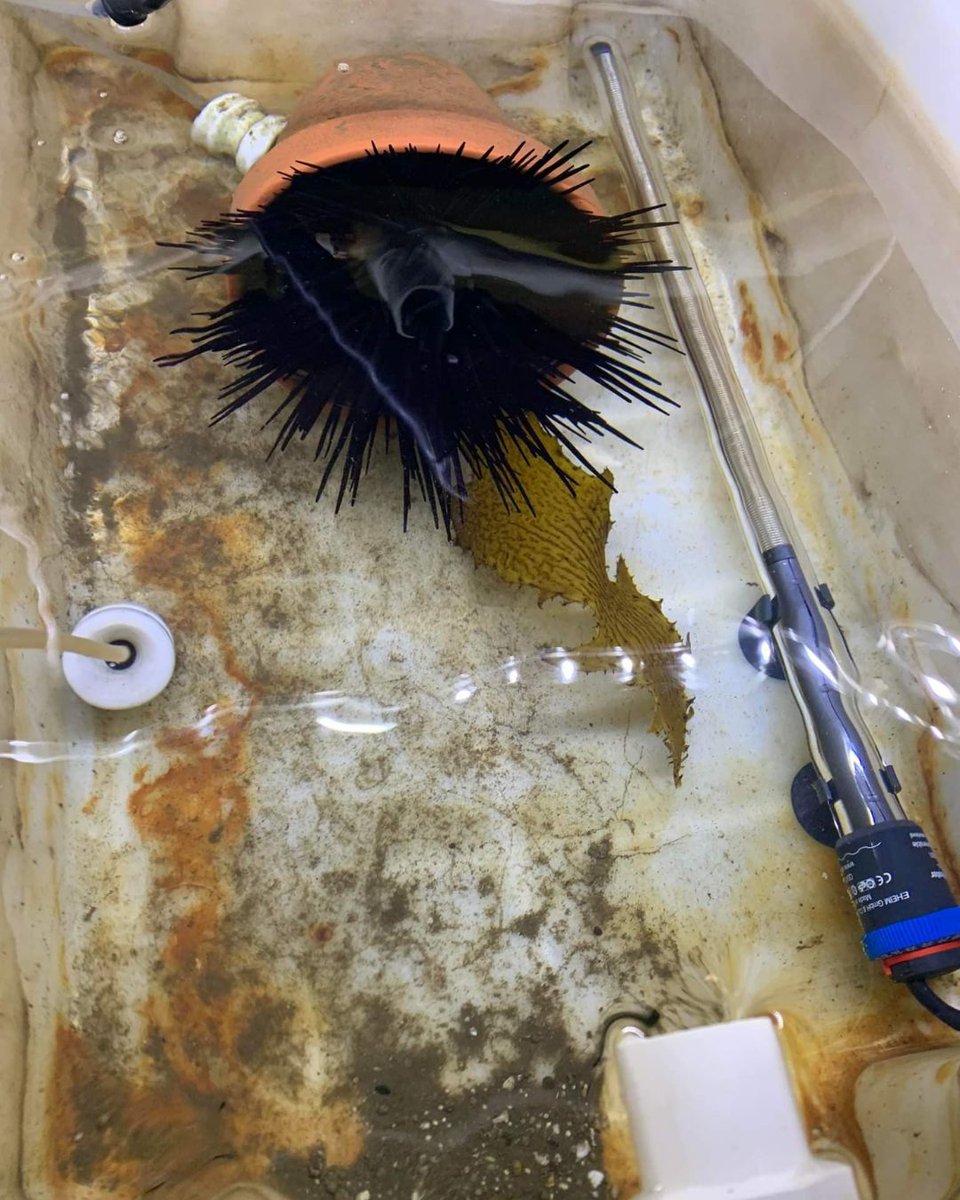 Sharing a new publication fresh off the press! The study by Caley et al. is based on 2022 experiments at our facilities, and investigates how artificial light at night (ALAN) and warming affect sea urchin grazing on kelp. 🌱 💡 Check it out: doi.org/10.1098/rspb.2…