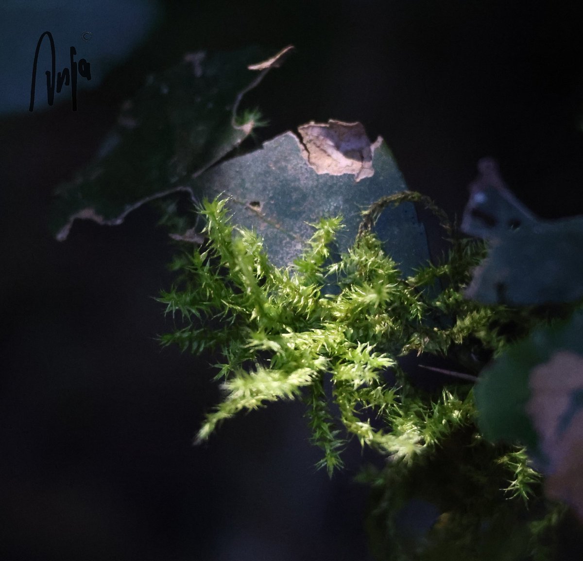 Beauty in the forest #photography #nature #outdoors #goedemorgen #plants #forest #GoudveldForest #peaceful #WesternCape #SouthAfrica