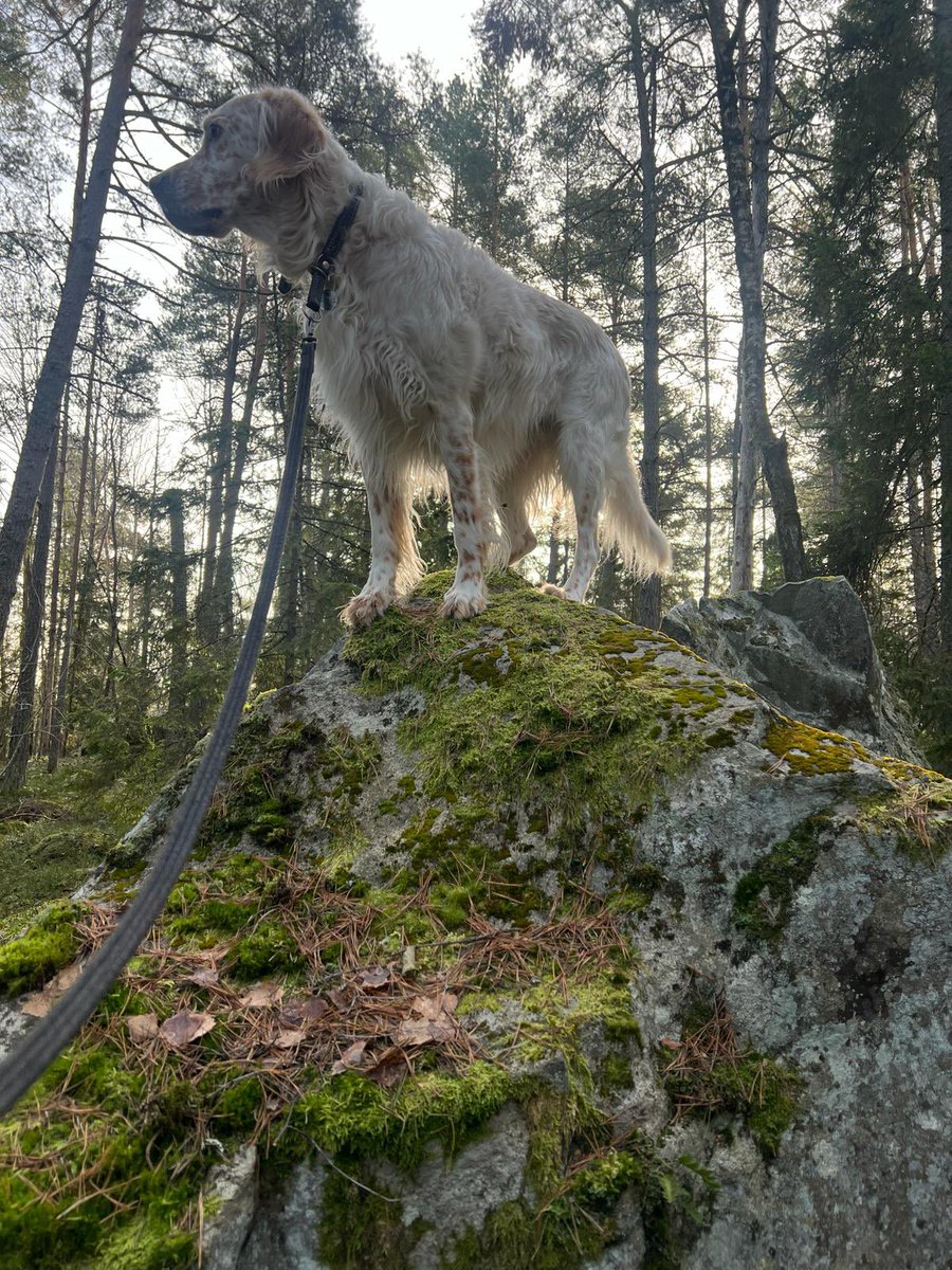 Happy Birthday <a href="/alexhibbert/">Alex Hibbert</a> ! Indy sends love and keeps asking when you’re going to pilot that boat over the pond to visit on your way north ❤️