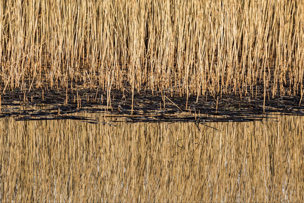 A mass of reeds stand huddled together on the lake at Penllergaer on the outskirts of Swansea 

#photography #photograph #photographer #landscape #light #water #pattern #textures #wales #ThePhotoHour #uk #swansea #lake #reeds #sunlight #penllergaer #lake #weather #reflection