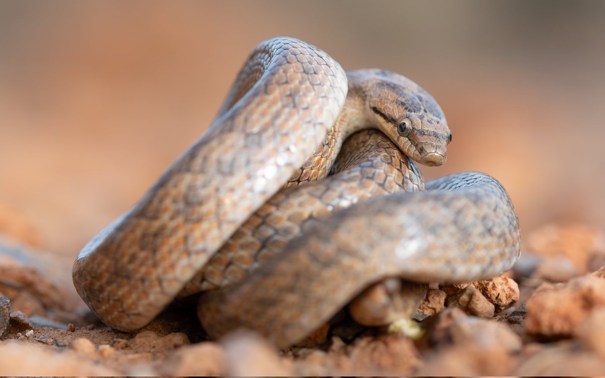 Aquí tenemos a una luchadora una culebra lisa meridional "coronella girondica" que ha sido rescatada de un efecto trampa, además este ejemplar tenía parte de la cola cortada, tal vez por alguna pelea con otro animal, en esta ocasión está culebra se ha salvado.