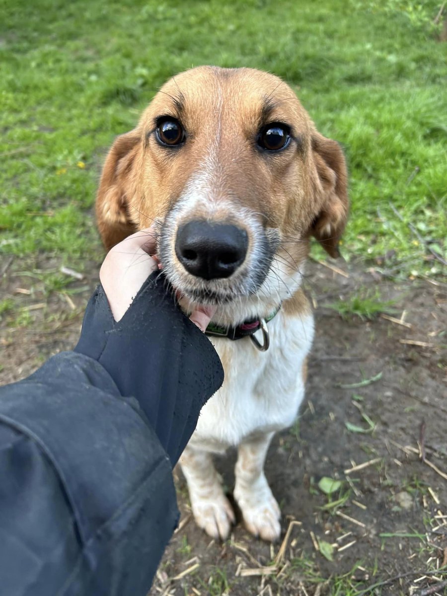 DAPHNE🐕💔nasz lękusek coraz bardziej otwiera się na ludzi🙏🏠🥹 Daphne kiedy do nas trafiła zakopała się w budzie i nawet nosa nie chciała pokazać😔 Na jedzenie wychodziła,kiedy nie było człowieka w pobliżu. Bała się wszystkiego😢Aga A 661-724-123 lub sms) Biuro: 627-513-525