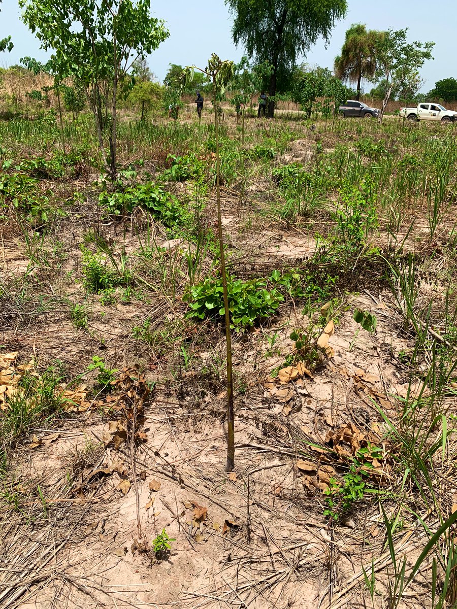 As with any large scale planting or restoration project we have challenges. Some of the Ceiba in a few locations seem to have a lower stem or root infection, causing the tree to wilt and die - we will be visiting FORIG in Kumasi next week to hear their opinion. 🌳🇬🇭