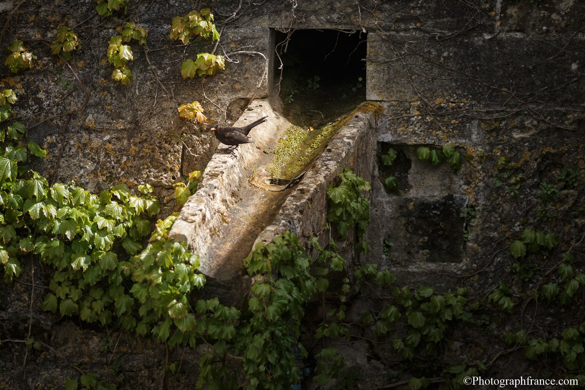 👀 Le château royal d'#Amboise, c'est le château des oiseaux ! Refuge de la LPO depuis 2019, il abrite 92 espèces d'oiseaux, comme ce petit merle🐦‍⬛Merci à Mark Playle @Playleimagery pour le cliché ! #Touraine #ValdeLoire #NaturePhotography
