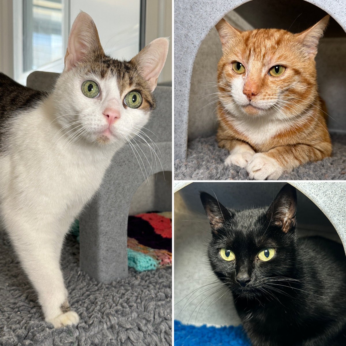 New cats added to our website. Please follow the link to find out more bitly.ws/FTAM Pictured below are Ozzy, Stan and Jekyll 💜 #CatsOnX #CatsOnTwitter #AdoptDontBuy #Friday