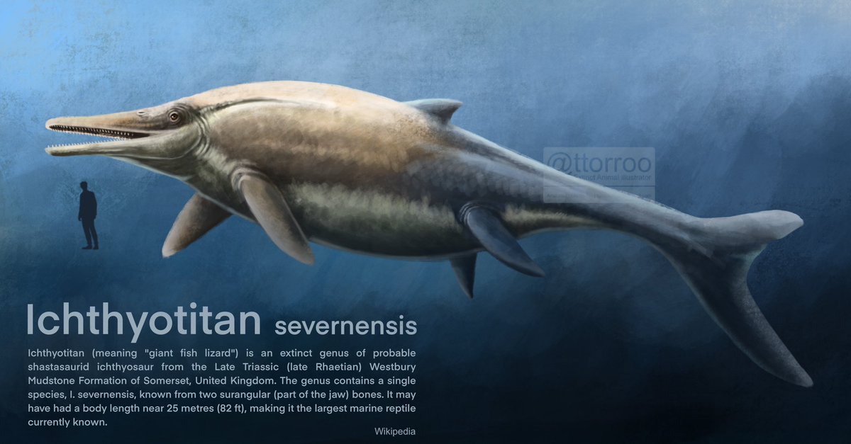 #Fossilfriday Ichthyotitan quick painting from latest Triassic of the UK.