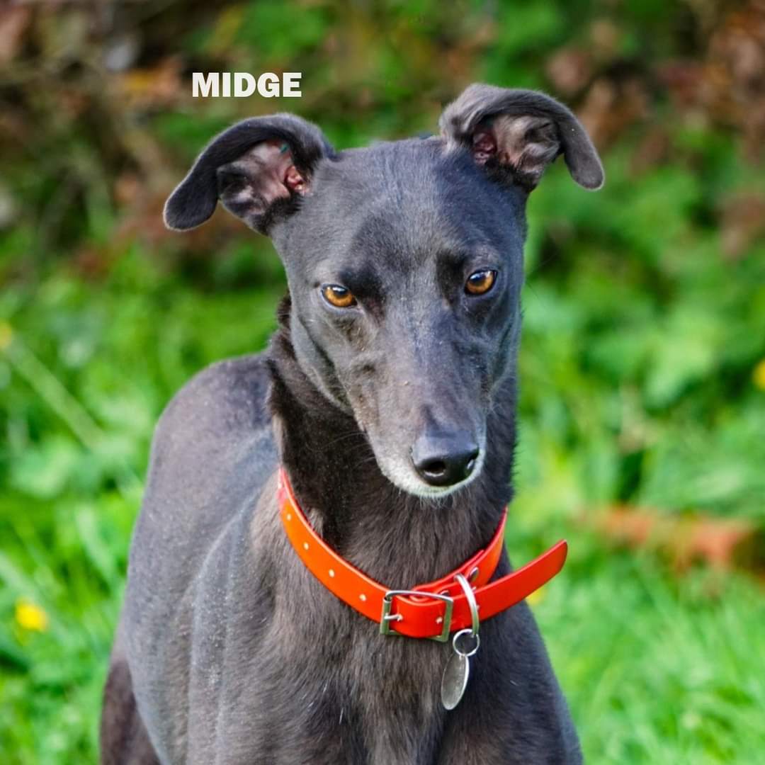 🌟FRIDAY FEATURE🌟 New arrival is teeny dot MIDGE who is just under two years old. MIDGE is small, even for a girl, tipping the scales at just 22 kg. She has never raced and is a very friendly girl, full of beans and enthusiasm for life! @makantsg