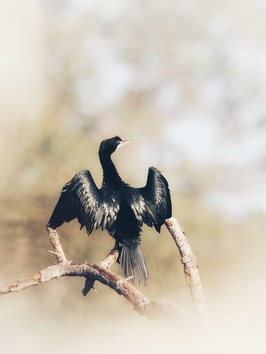 DG9322168759's tweet photo. Little Cormorant
April 2024
#contact_for_safaris #big5safarisz #little_brown_job
#Walk_with_Me
#planetearth #TheMysteriousWorld #hiddenindia
#greenplanet
#wildasia
#Follow_Me
#naturelover
#roadtrips
#ourplanetearth
#tribals
#adventure_lovers
#canonphotography https://t.co/xjqHNOW3Iu