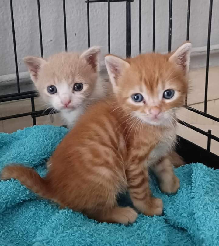 SOS #ΥΙΟΘΕΣΙΑ 

ΧΑΡΙΖΟΝΤΑΙ ΑΥΤΑ ΤΑ ΔΥΟ ΚΟΥΚΛΙΑ  ΤΖΙΝΤΖΕΡΑΚΙΑ ΗΛΙΚΙΑΣ 3-4 ΕΒΔΟΜΑΔΑΣ.ΤΑ ΒΡΗΚΕ ΜΙΑ ΚΟΠΕΛΑ ΣΤΗΝ ΠΟΡΤΑ ΤΗΣ Η ΟΠΟΙΑ ΣΕ ΕΝΑ ΜΗΝΑ ΦΕΥΓΕΙ.ΕΠΕΙΓΕΙ ΥΙΟΘΕΣΙΑ ΓΙΑ ΑΥΤΕΣ ΤΙΣ ΧΝΟΥΔΟΜΠΑΛΕΣ.ΒΡΙΣΚΟΝΤΑΙ ΣΤΟΝ ΒΟΛΟ!