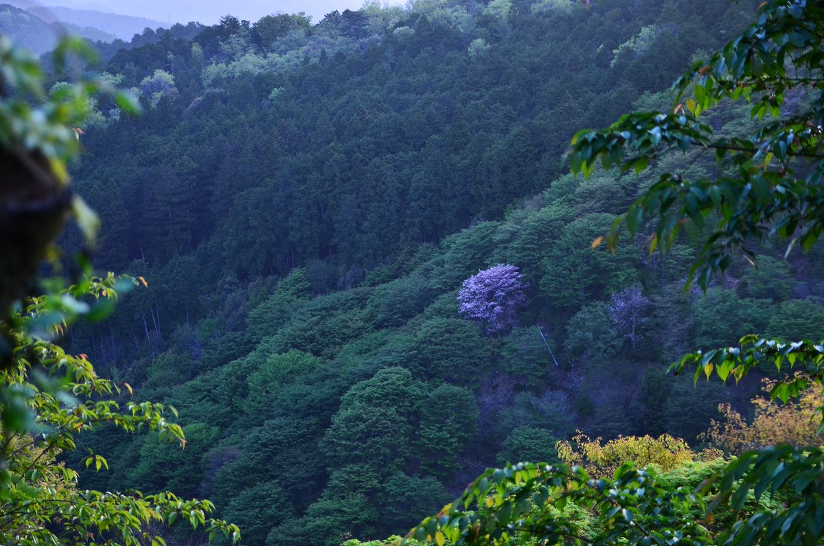 この世への執着を捨てたはずなのに

桜の花を観ると

心揺れ動かされるのはなぜだろう？

約800年前にこんな歌を詠んだのが #西行 です。
元々は上皇の警護をしていたエリート武士。
23歳の若さで全てを捨て出家した理由には諸説あります。