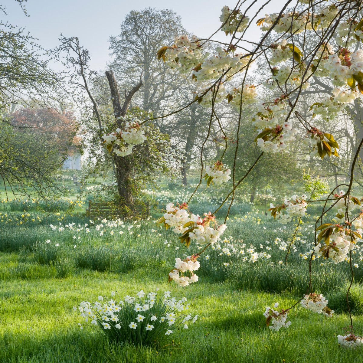 New research - supported by players of the @PostcodeLottery - has discovered that the number of place names associated with blossom has doubled over the past century.

But, at the same time, blossom has been disappearing from our landscapes.

Since 1900, half of our traditional