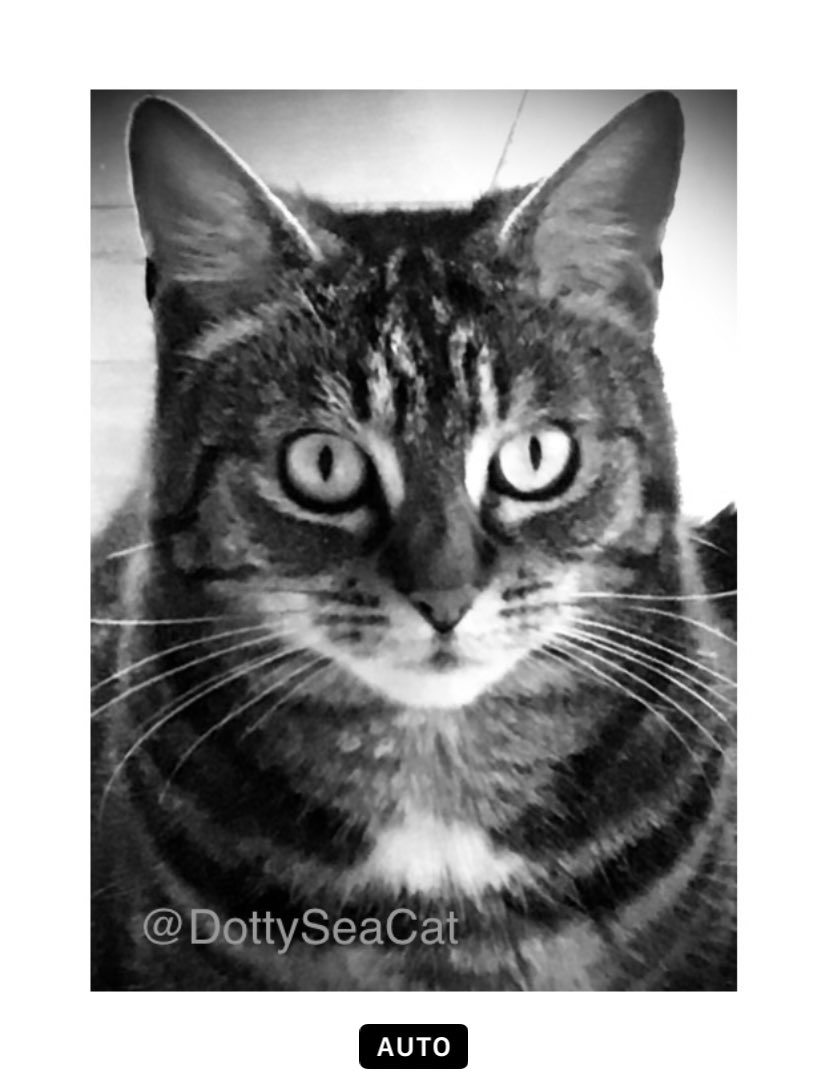 My pawtrait for #catsnoirFriday! 🐈‍⬛⬛️🔲 #CatsOfTwitter #XCats