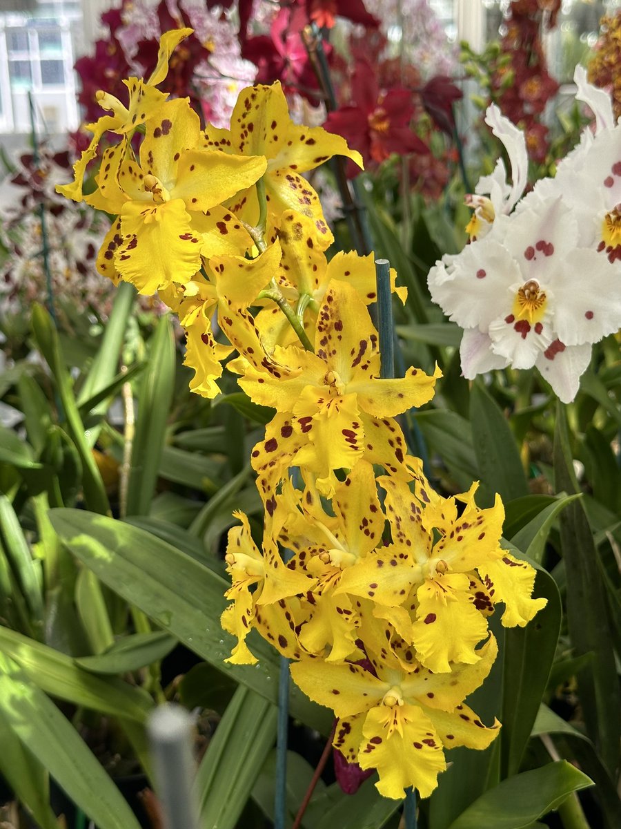 More sunshine yellows - this time Oncidium Tiger’s Gold registered by Bob Hamilton in 2023. 💛🌿 #orchids #orquídeas #nature #conservation