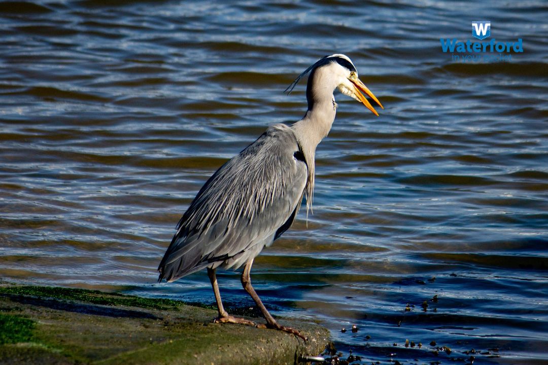 Quote of the Day.... 'We do not remember days, we remember moments.' ~Cesare Pavese #waterford #Ireland #quote #quoteoftheday #heron #bird #nature #wild #life #wildlife