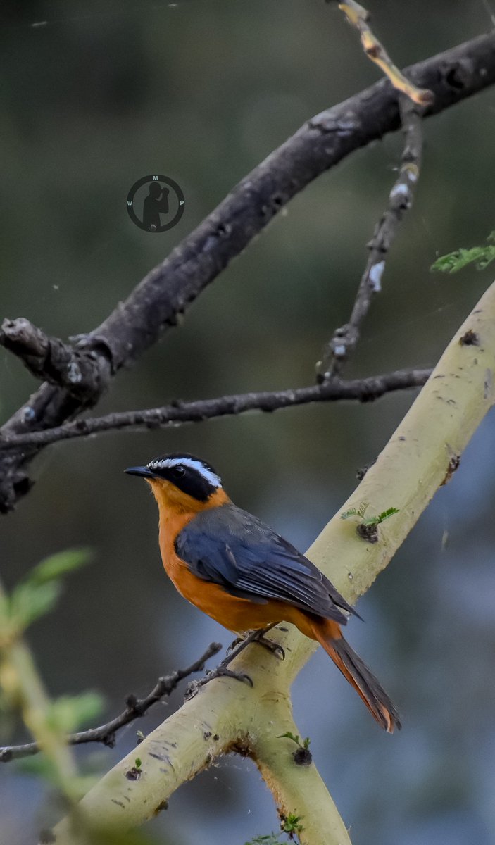 White-browed Robin Chat - Cossypa heuglini

Elsamere,Lake Naivasha,Kenya.(march 2024)

#martowanjohiphotography #birdwatching254 #birdwatchingwithmartowanjohi #BirdsSeenIn2024 #BirdsOfTwitter #TwitterNatureCommunity #birdsphotography #nikon #tamronlens #robinchat #bdasafaris