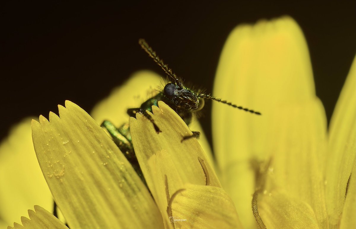 epicjoan1's tweet photo. Escarabat verd o escarabat malaquita (Psilothrix viridicoerulea) #psilothrixviridicoerulea #macrofotografía #macrophotography #OMSYSTEM #OMSYSTEMPHOTOGRAPHY #omsystem90mm #mzuiko90mm #mzuiko90mmf35promacro @OMSYSTEMcameras @esolympus #insects #insectes #insectos #omsystemes https://t.co/LaHcsDcQsZ