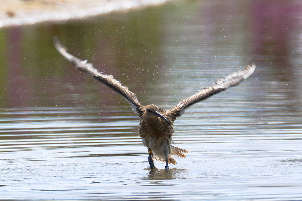 World Curlew Day is April 21st - a good time to remember that in Ireland 🇮🇪 there are fewer than 100 pairs left across the whole country. Yep, that's right - under 100 pairs. We put people on the moon, we have AI, but we can't live alongside wild and beautiful birds. 🤬😰💀