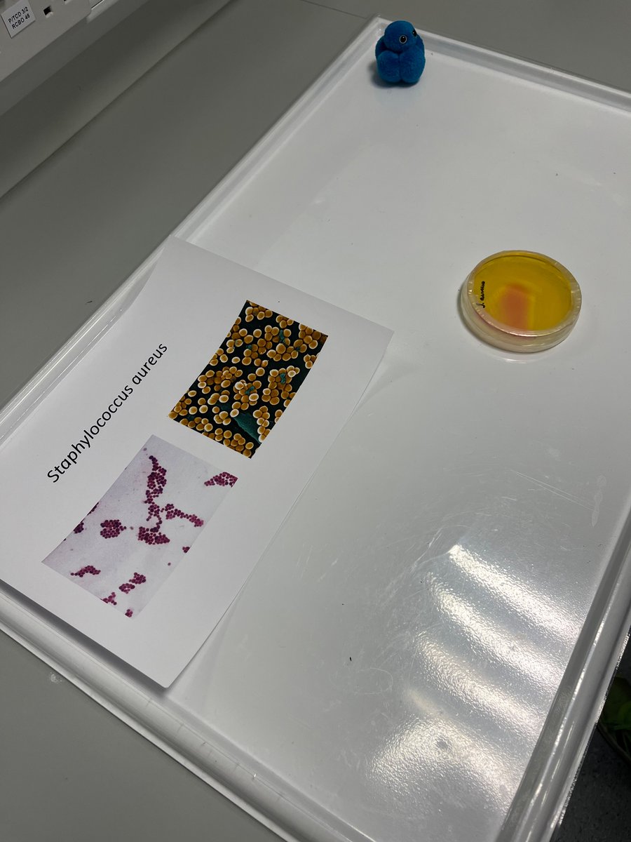 St. Joseph's N.S (@stjosephsns1) on Twitter photo Thanks again so much to <a href="/McLoughlin_Lab/">Dr Rachel Mcloughlin</a> and all the scientists from Trinity Biomedical Science Institute for inviting us to take part in such a fantastic workshop. We all learnt so much about bacteria and our immune systems. What an opportunity!! 🧫🔭🥼🧪 Thanks again so much to <a href="/McLoughlin_Lab/">Dr Rachel Mcloughlin</a> and all the scientists from Trinity Biomedical Science Institute for inviting us to take part in such a fantastic workshop. We all learnt so much about bacteria and our immune systems. What an opportunity!! 🧫🔭🥼🧪