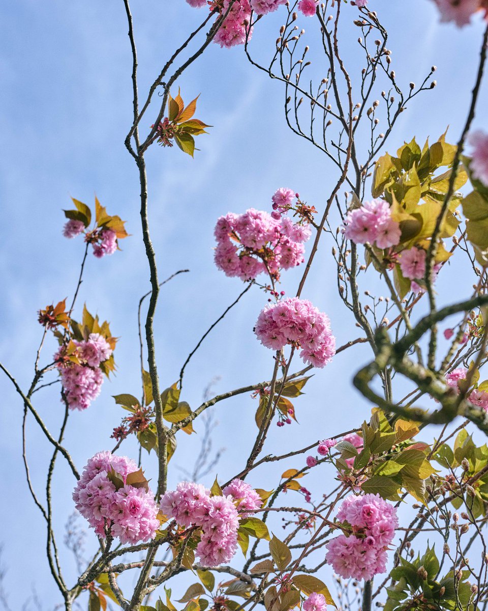Beautiful blooms at every turn 🌷 #CoworthPark #DCMoments