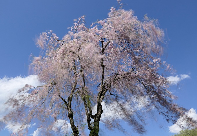 風強し 　遅咲きのしだれ桜