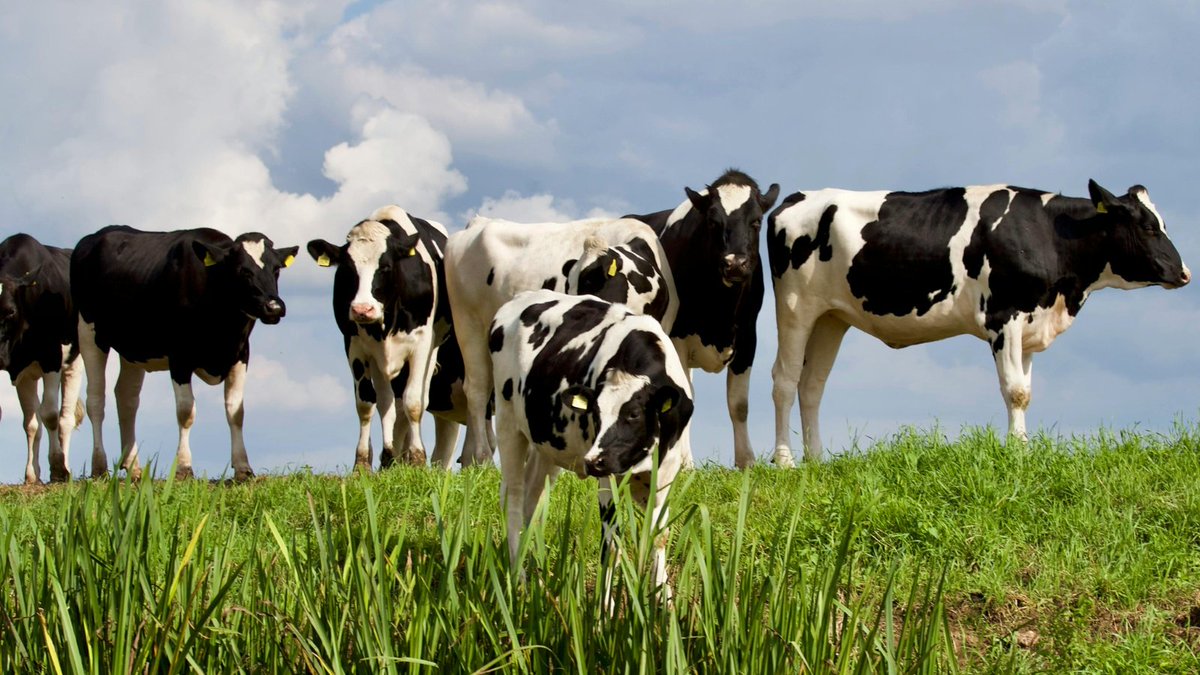 The African dairy sector is undergoing significant transformations, driven by both global and local efforts to boost sustainability, productivity, and market access. 

Read more here: bit.ly/4aVNKIA

#Agriculture #Dairy #MarketAccess #Africa #MilkProduction #Milk