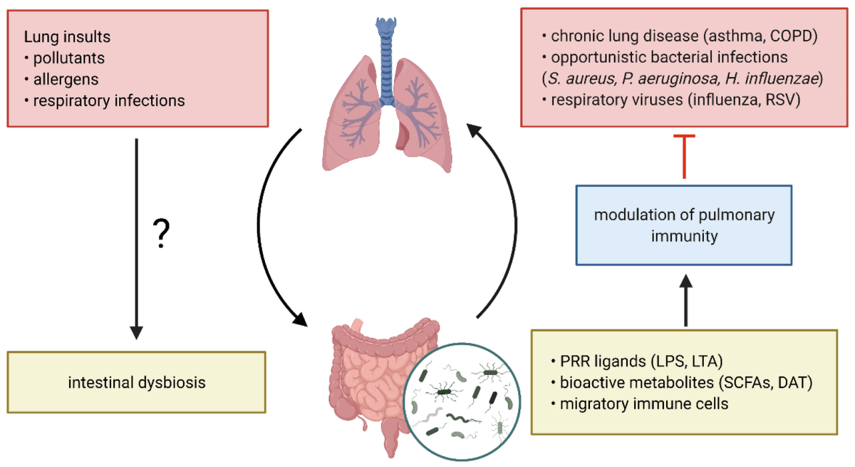 antibioticsmdpi's tweet photo. 🧐This #HighlyCited review focuses on how #modulating and #harnessing the #microbiome may pose a #novel #strategy to #prevent and #treat #pulmonary  #infections as well as #chronic #respiratory #disease

📝 by Barbara C. Mindt and Antonio DiGiandomenico

🔗https://t.co/tMLjezpyGt https://t.co/jHhroUTRcK