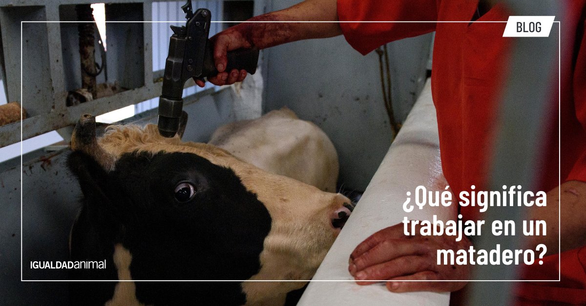 La cruel realidad de los mataderos al descubierto: testimonios de ex empleados revelan lo que la industria cárnica no quiere que sepas 👇 ia.onl/entrevista-mat… #NoAlMaltratoAnimal